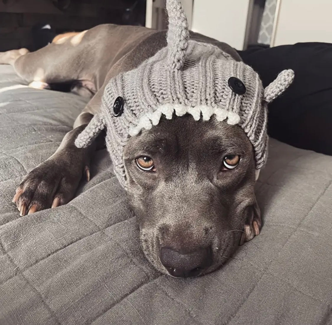 Grey Shark hat headwear woolly winter hat for dogs