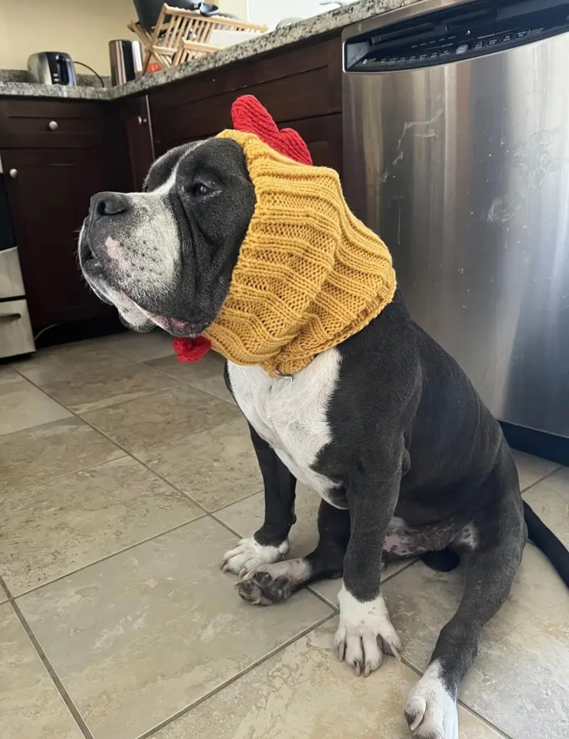 Rooster Chicken hat headwear woolly winter hat neck warmer for dogs & pets