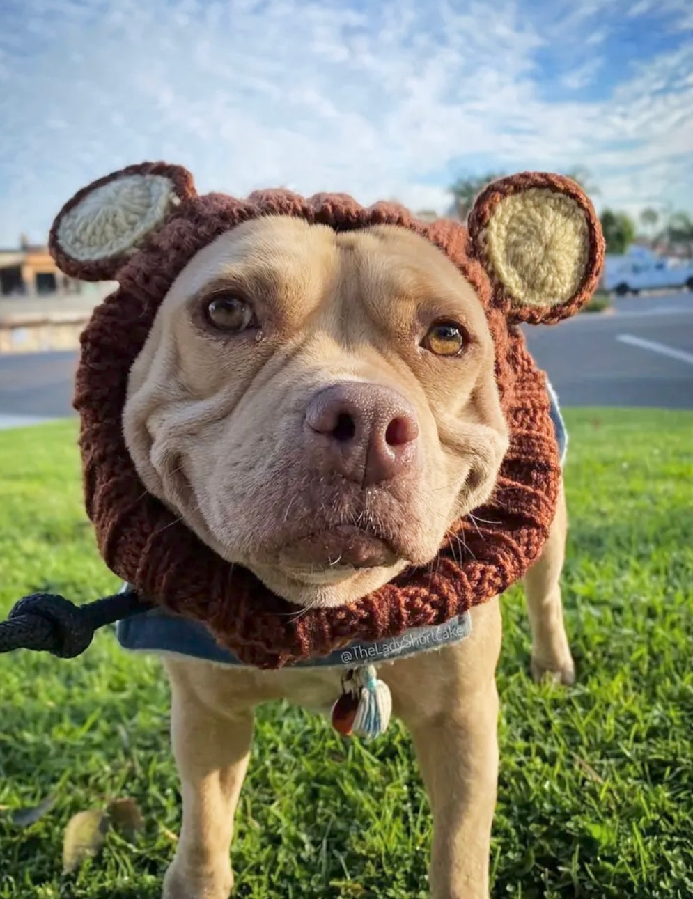 Big teddy bear headwear woolly winter hat for dogs