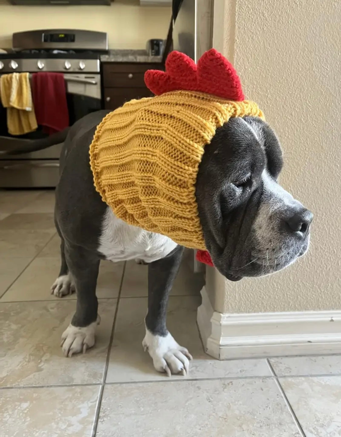 Rooster Chicken hat headwear woolly winter hat neck warmer for dogs & pets