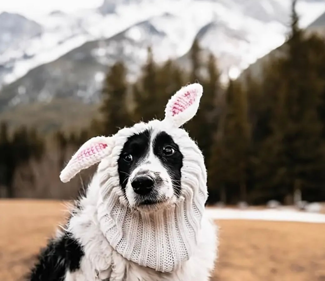Cute bunny ears woolly winter hat neck warmer for dogs