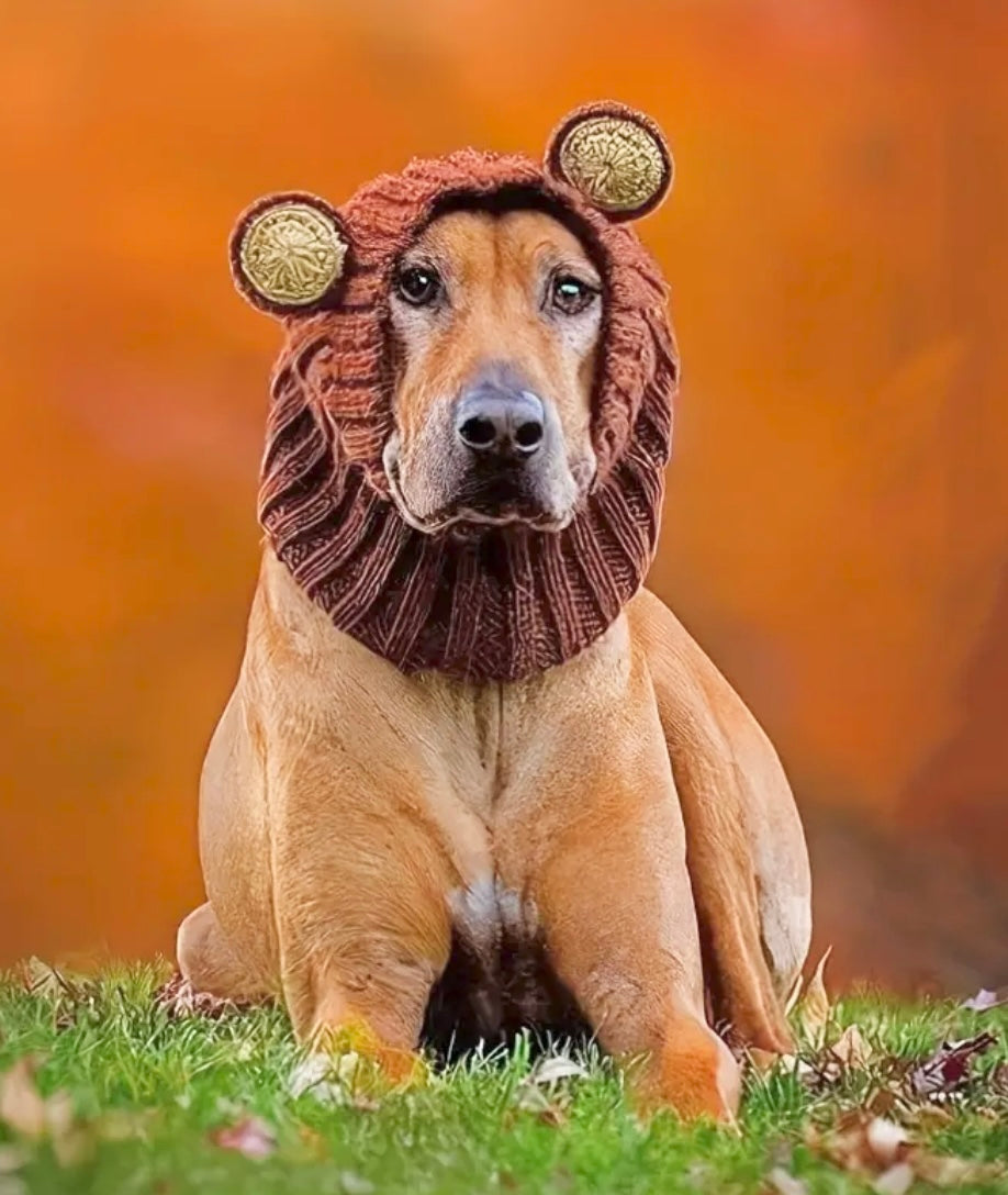 Big teddy bear headwear woolly winter hat for dogs