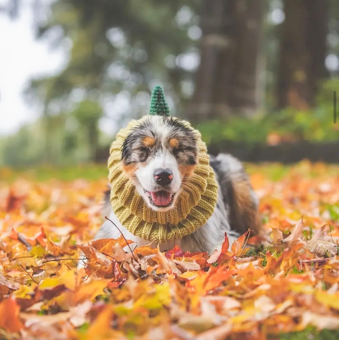 Dinosaur dino headwear woolly winter hat and neck warmer for dogs