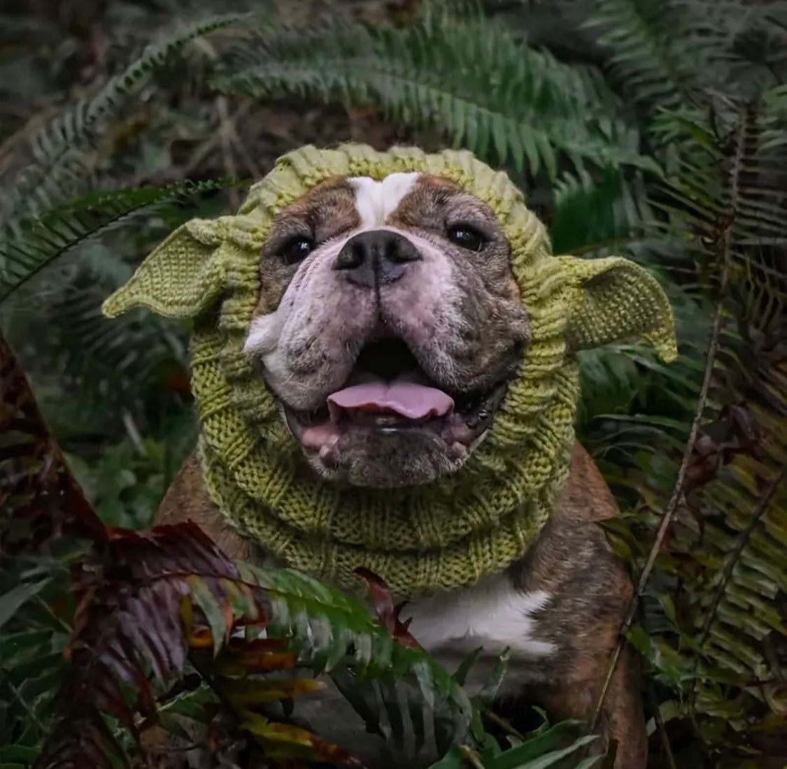 Elf woolly hat for dogs & cats