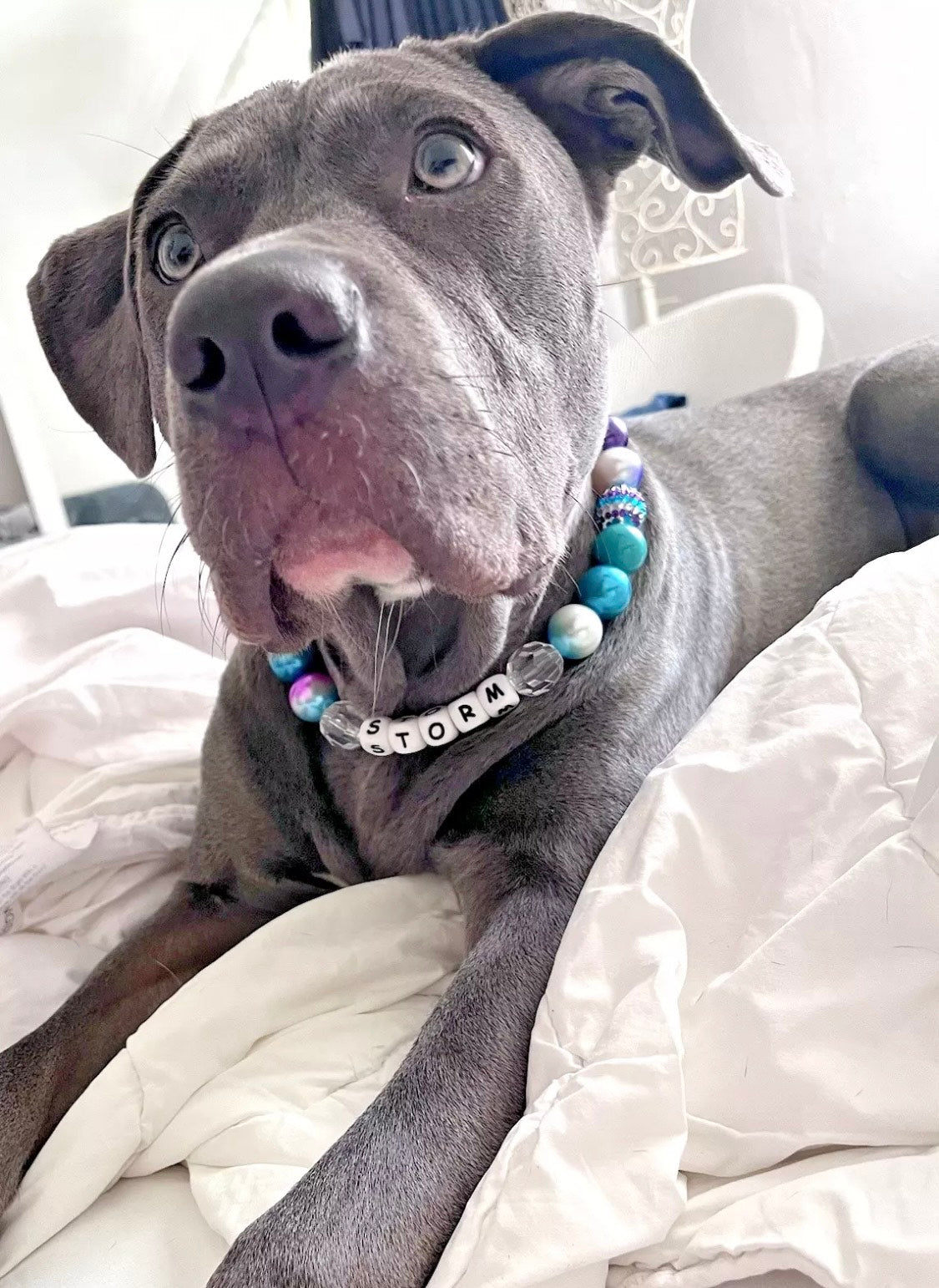 PAWS collars