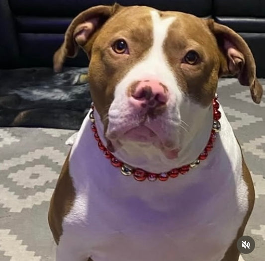 ‘Twinkle Tail ’ Nola gold & red foil bauble Christmas beaded dog collar necklace