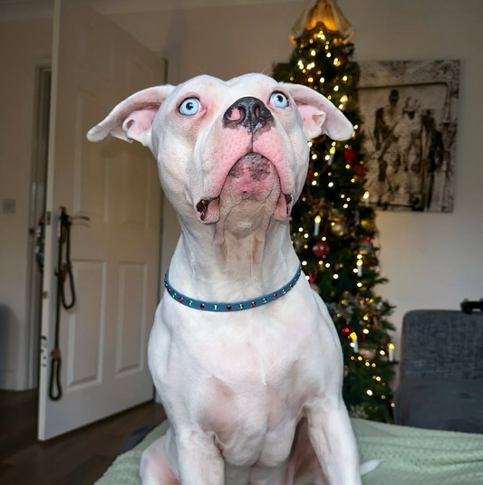 ‘Yuletide Sparkle’ BioThane® 13mm collar, diamante studs various colours gunmetal hardware