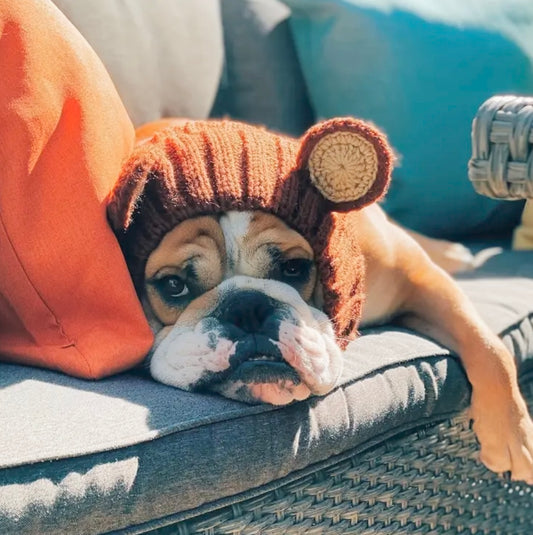 Big teddy bear headwear woolly winter hat for dogs