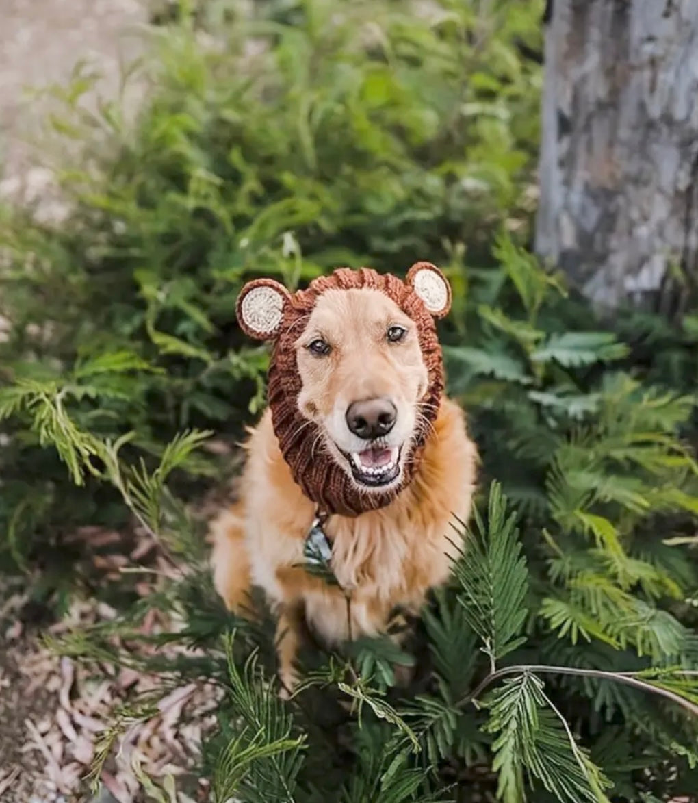 Big teddy bear headwear woolly winter hat for dogs