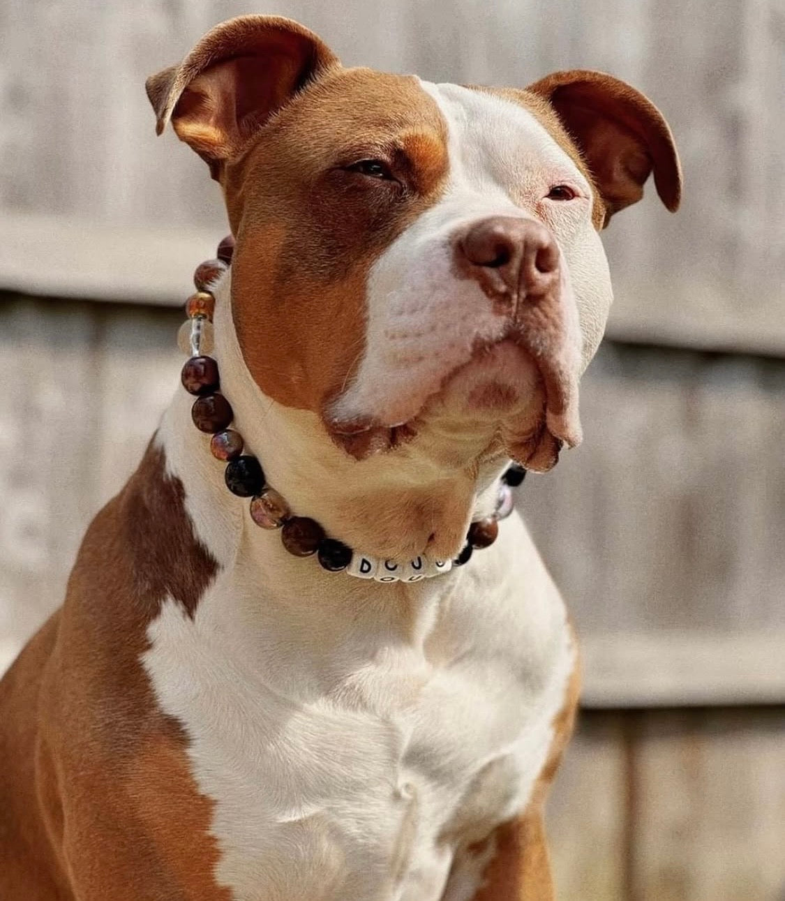 'Autumn Vibes' Brown, Beige & Black Personalised Beaded Dog Collar