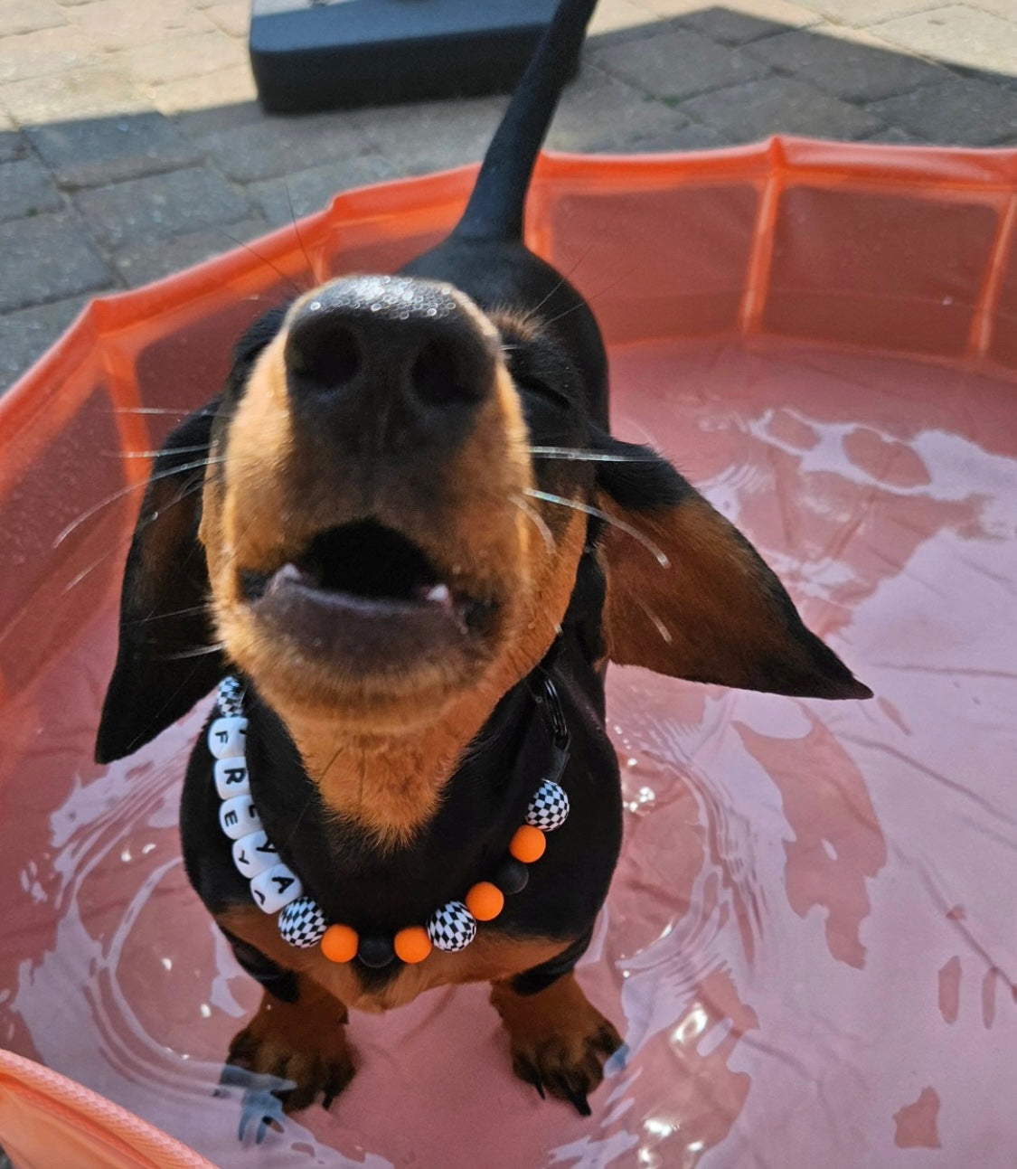 F1 Lando Formula 1 inspired beaded bead dog collar pet necklace