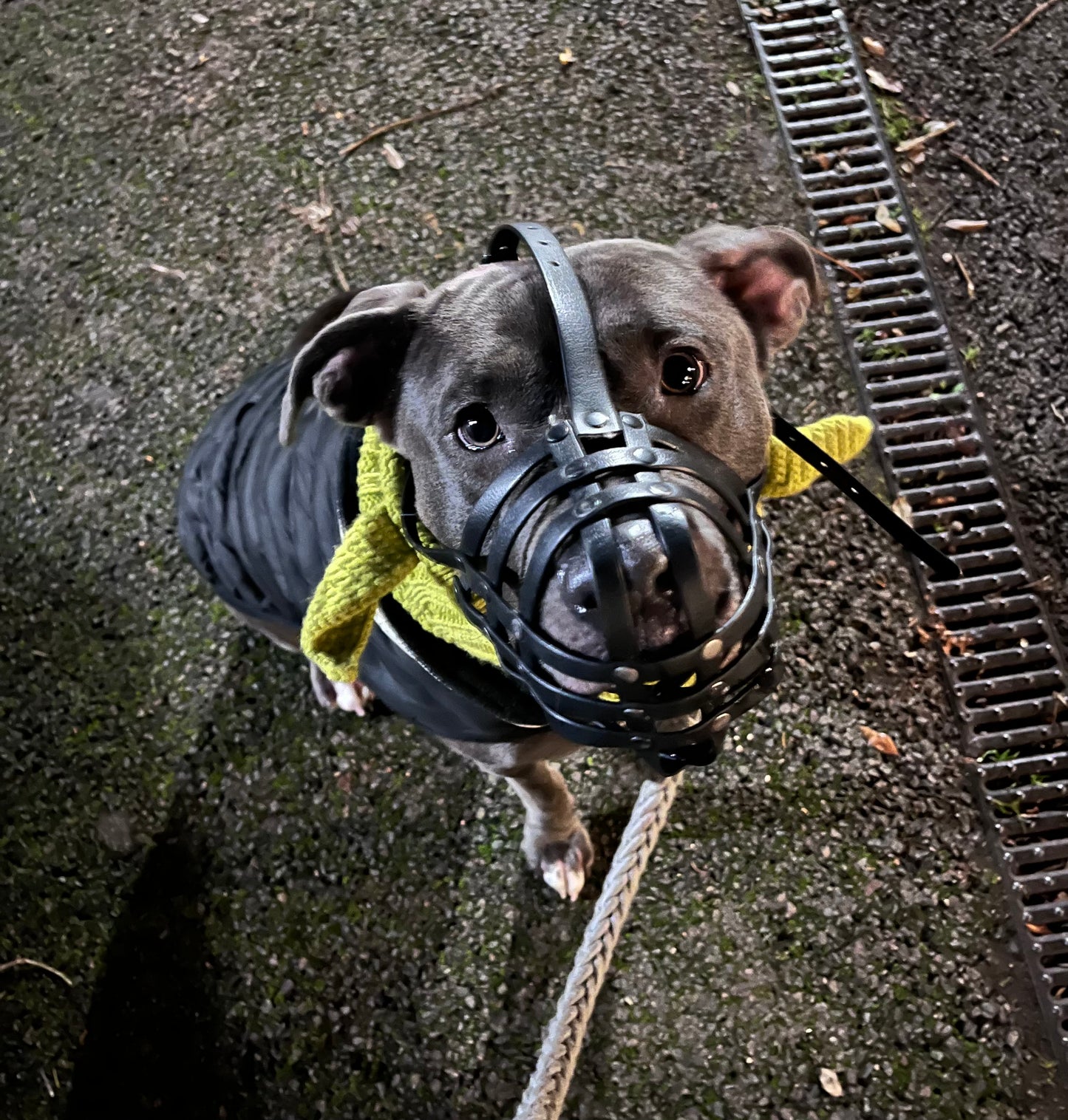 Elf woolly hat for dogs & cats