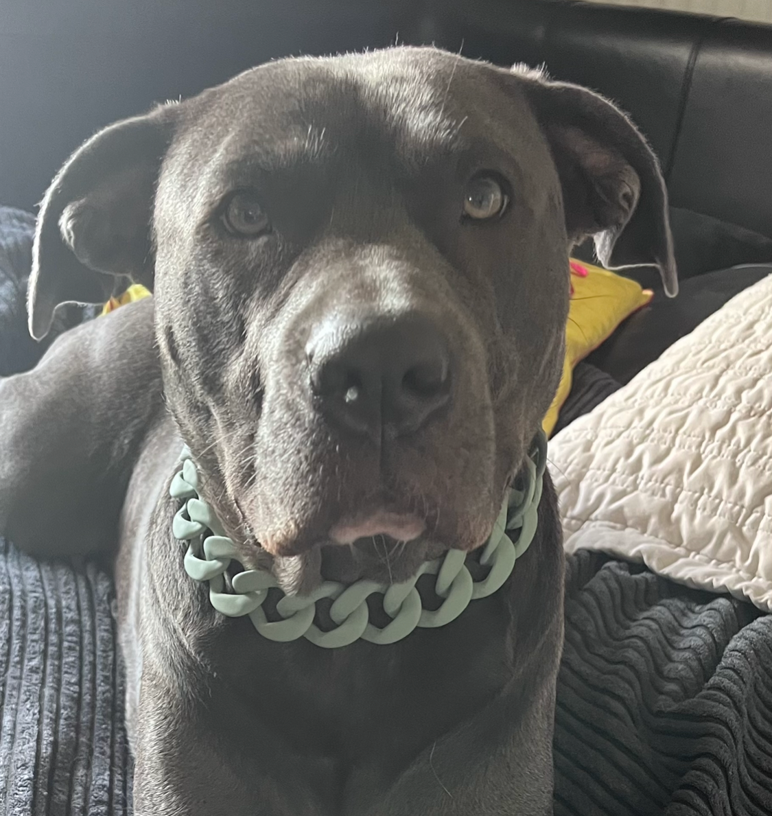 Colour Chain Wide Link Dog Collar 30mm  JOOLS LONDON