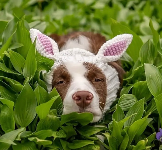 Cute bunny ears woolly winter hat neck warmer for dogs