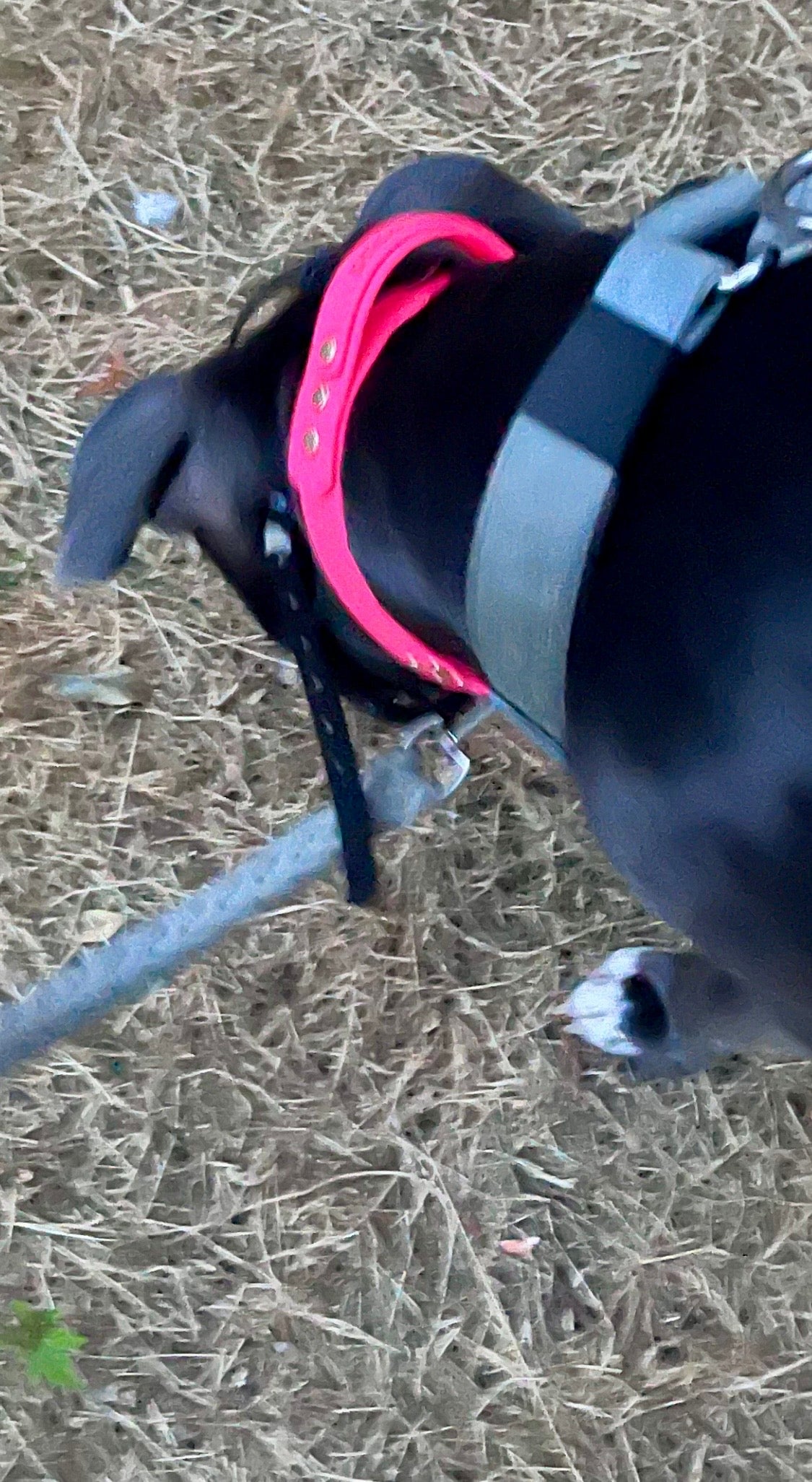 A close-up shot of a dog outdoors on dry grass, wearing a bright pink collar from JOOLS LONDON.