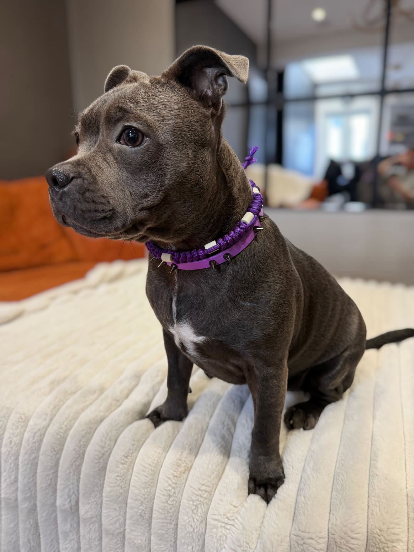 EM Collar Deep Purple Ceramic Paracord Pet Collar - Flea & Tick Prevention