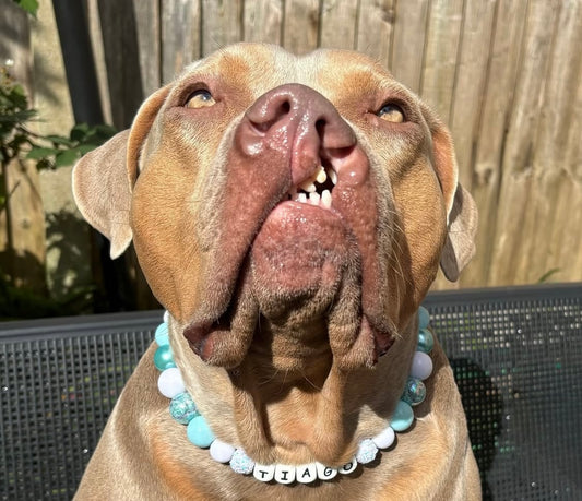 Baby blue sparkle personalised beaded dog collar necklace