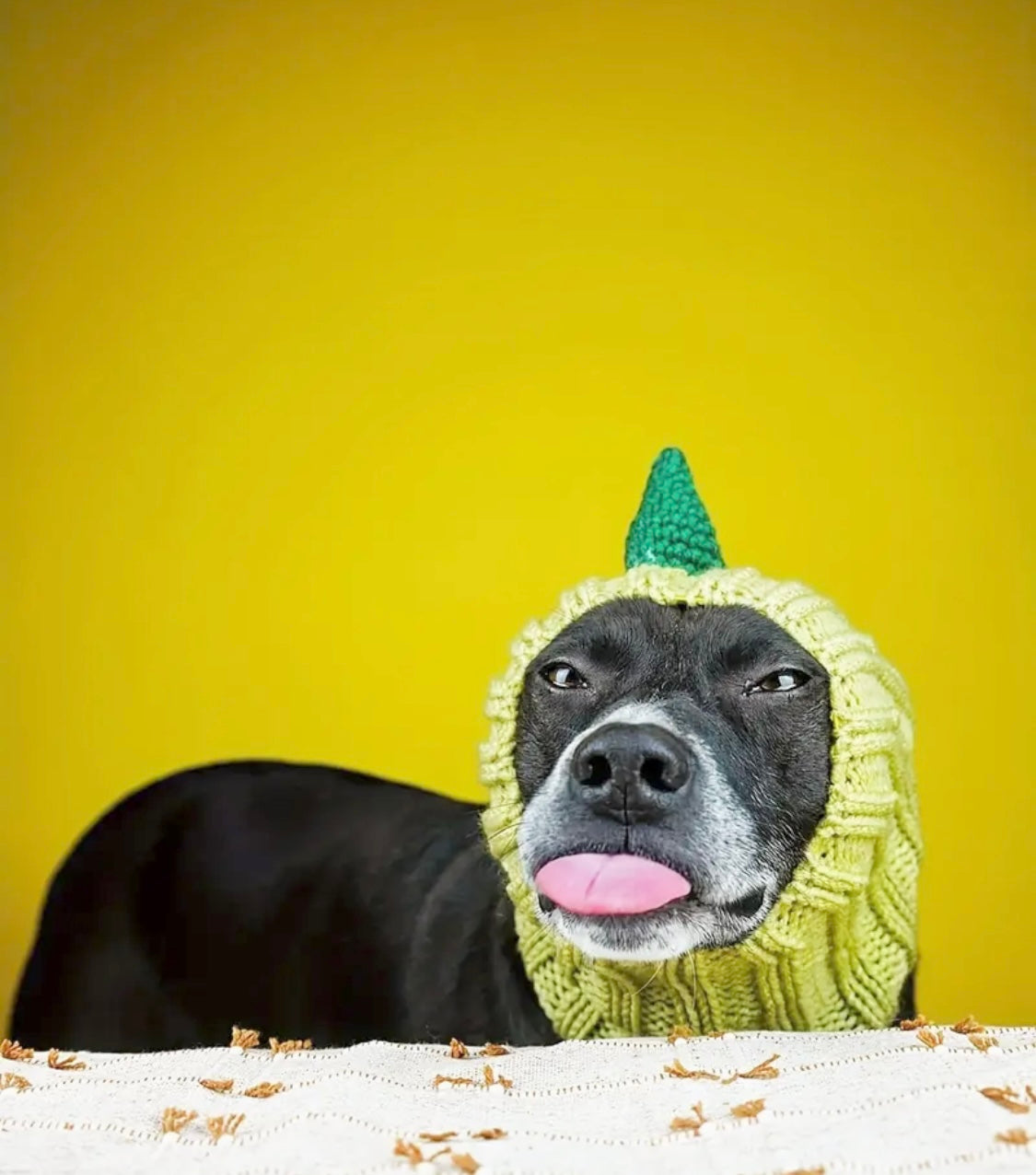 Dinosaur dino headwear woolly winter hat and neck warmer for dogs