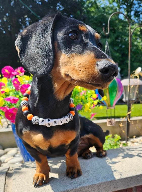F1 Lando Formula 1 inspired beaded bead dog collar pet necklace