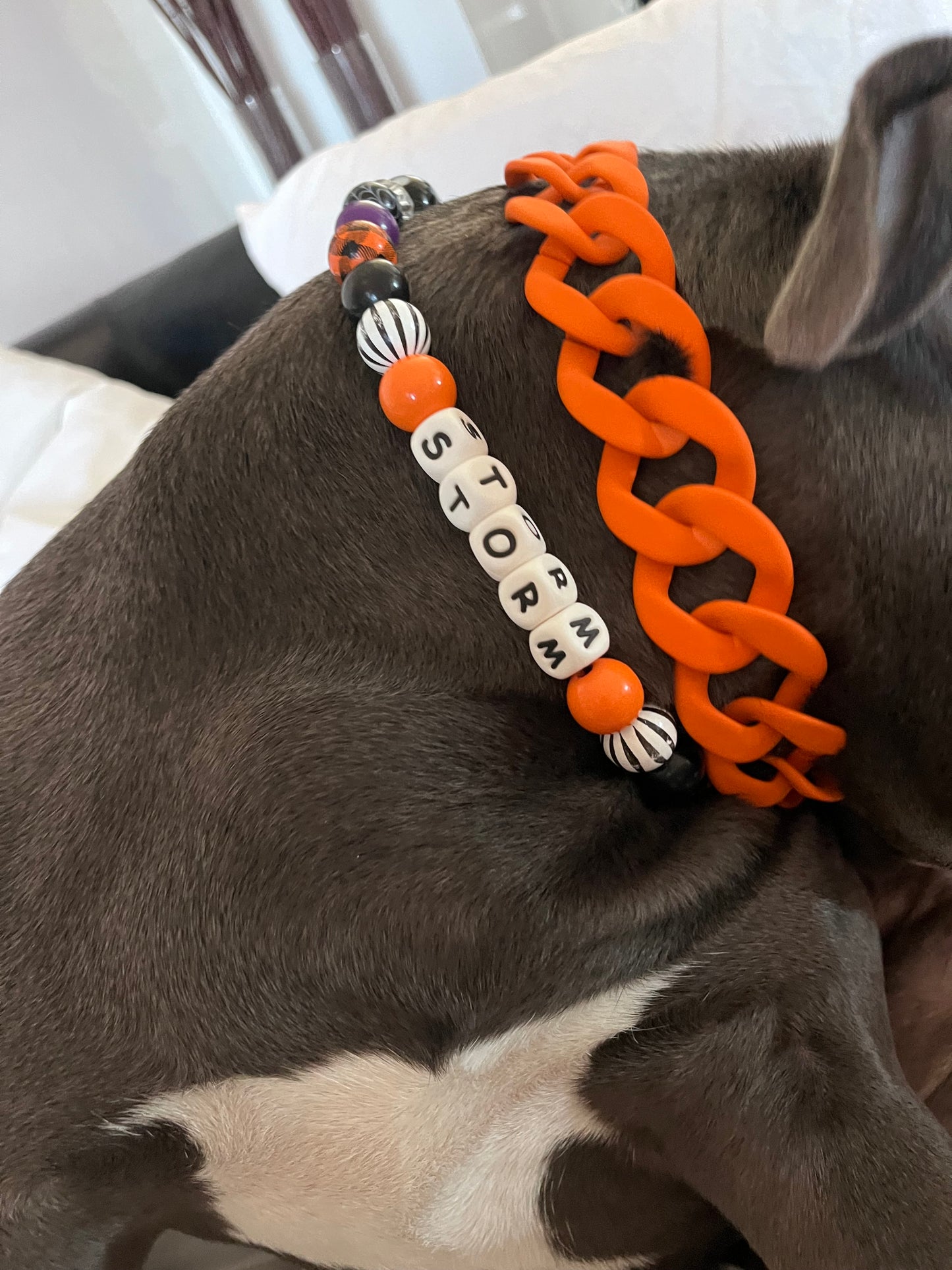 Colour Chain Wide Link Dog Collar 30mm - Orange, JOOLS LONDON