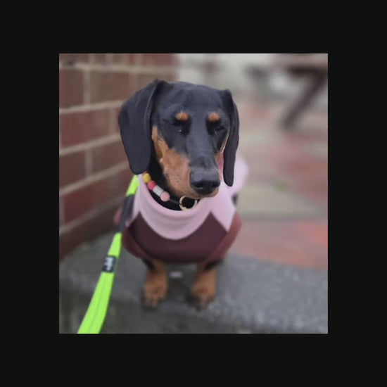 Sunshine Vibes EM Ceramic Beaded Dog Collar in motion - JOOLS LONDON Natural Flea & Tick Protection