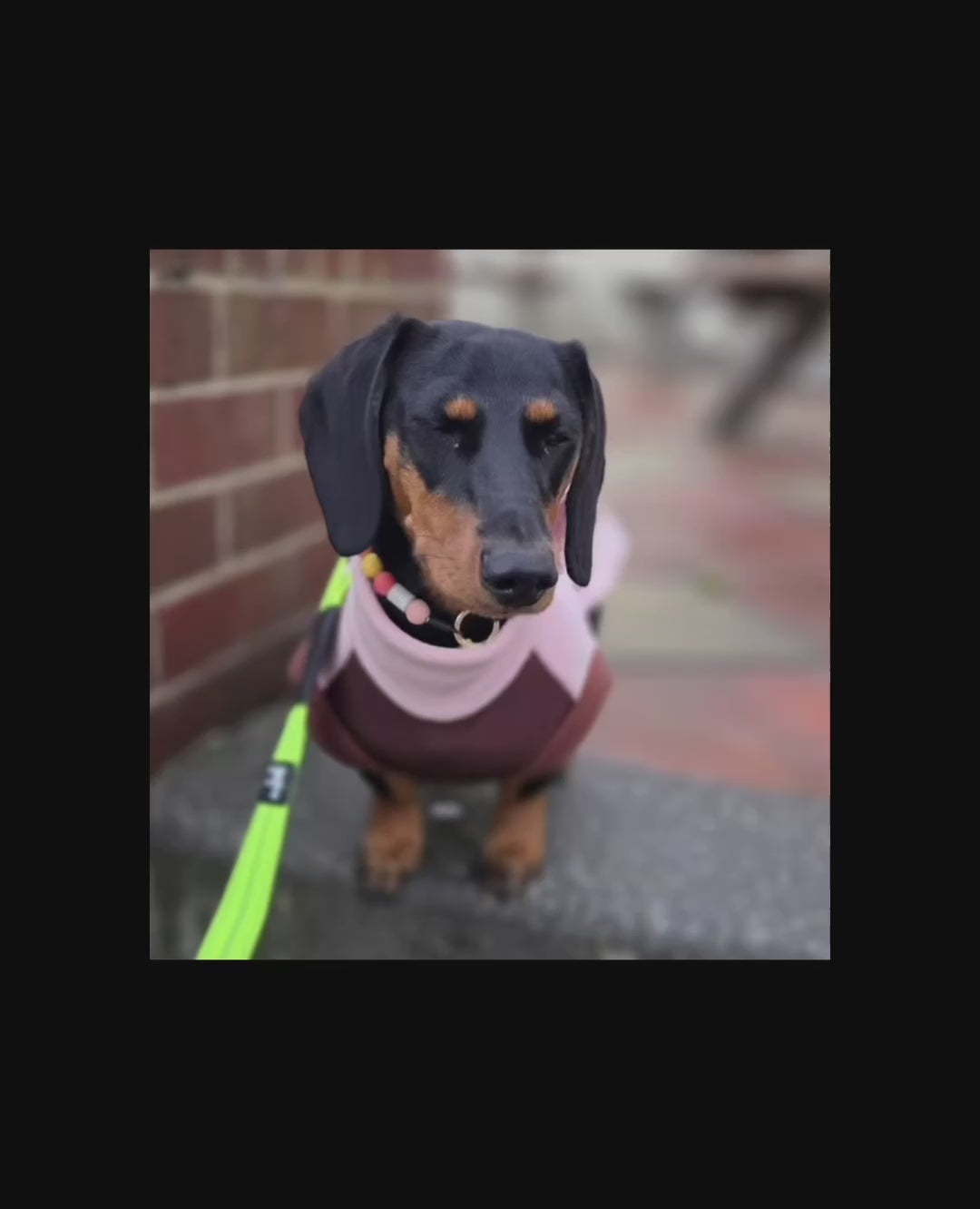 Sunshine Vibes EM Ceramic Beaded Dog Collar in motion - JOOLS LONDON Natural Flea & Tick Protection