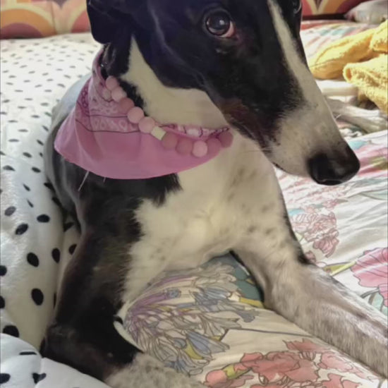 Pink Mix EM Ceramic Beaded Dog Collar in motion - JOOLS LONDON Natural Flea & Tick Protection