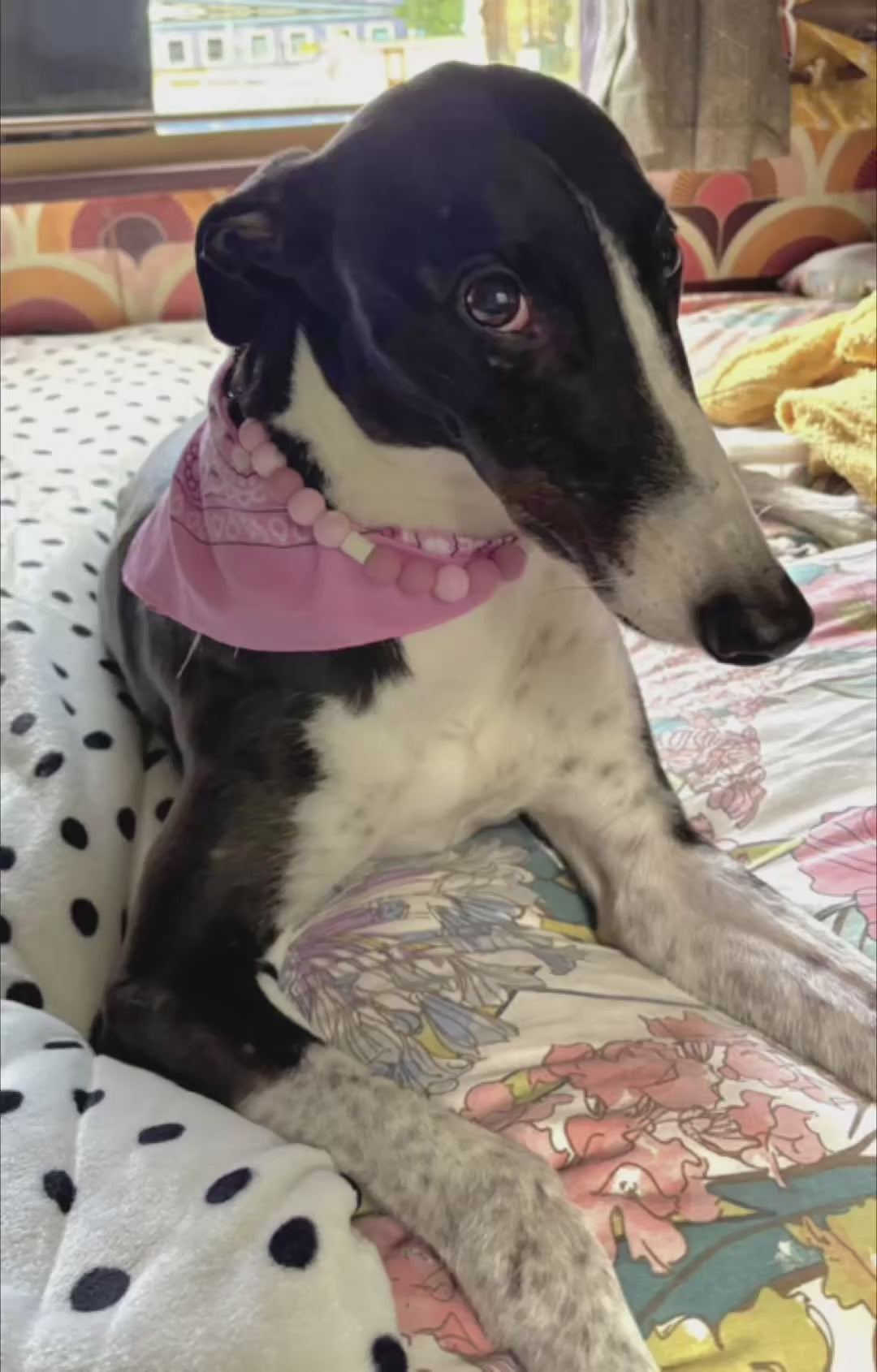 Pink Mix EM Ceramic Beaded Dog Collar in motion - JOOLS LONDON Natural Flea & Tick Protection